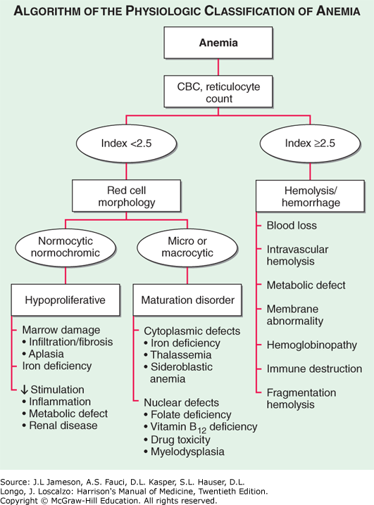 Anemia Harrison S Manual Of Medicine